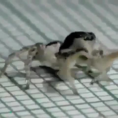Random shit on my phone 131. Literally a bunch of random . Some may be cringe, some may be morbid, some may be ear rape and stupid as hell, some may make you qu