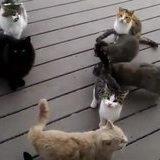 When you post a dank meme